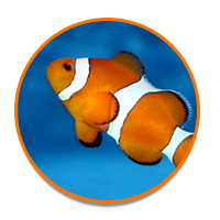 Explore Saltwater Livestock